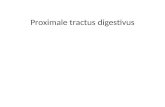 Prac 1 Tract Digestivus