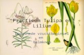 Practicum tulipa en lilium