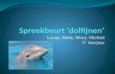 lucas laverge spreekbeurt dolfijnen