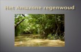 Het Amazone Regenwoud