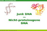 Junk DNA Nicht-proteinogene DNA Josef Riedl 06 / 2004  Junk DNA Nicht-proteinogene DNA.