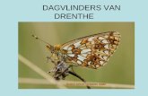 PP Dagvlinders Van Drenthe (TK)