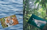 Webkwestie Bedreigde diersoorten Indo- Chinese tijger Chinese vlagdolfijn Tom en Tijn.