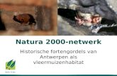Natura 2000-netwerk Historische fortengordels van Antwerpen als vleermuizenhabitat.