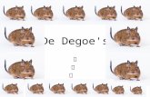 De Degoe's  De degoe De degoe is een knaagdier en lijkt heel sterk op een rat, een gerbil en een cavia. De betekenis in het Nederlands is DE TROMPETSTAARTRAT.