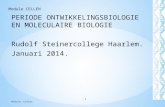 PERIODE ONTWIKKELINGSBIOLOGIE EN MOLECULAIRE BIOLOGIE Rudolf Steinercollege Haarlem. Januari 2014. Module: Cellen 1 Module CELLEN.