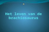 De Brachiosaurus Uitspraak: bra-chie-joo-SAU-rus Betekenis: arm-reptiel Ontdekker: Elmer S. Riggs Ontdekt: in 1883