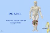 DE KNIE Bouw en functie van het kniegewricht. Via deze button kun je telkens terug naar dit menu Menu kniegewricht Bouw Gewrichtskapsel Preparaten kniegewricht.