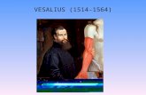 VESALIUS (1514-1564). BOUW DWARSGESTREEPTE SPIER Dwarsgestreepte spieren worden WILLEKEURIG bezenuwd, ze staan onder de controle van ons bewust.