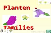 Planten - families Carolien van der Graaf. Programma Luisteren (20 min) •Korte herhaling vorige les •Kenmerken plantenfamilies Doen (10 min): •Quiz test.