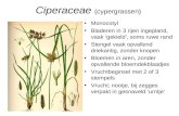 Ciperaceae (cypergrassen) •Monocotyl •Bladeren in 3 rijen ingepland, vaak ‘gekield’, soms ruwe rand •Stengel vaak opvallend driekantig, zonder knopen •Bloemen.