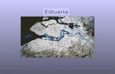 Estuaria. Definities : Pritchard (1952, 1967): Een estuarium is een half ingesloten watermassa langs de kust die in open verbinding staat met de open.