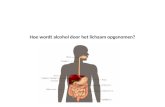 Hoe wordt alcohol door het lichaam opgenomen?. - Gaat naar de maag • Na het drinken komt alcohol in de maag terecht. Daar mengt het met het voedsel, vocht.
