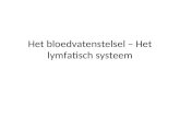 Het bloedvatenstelsel – Het lymfatisch systeem. Overzicht 1.Bloed 2.Het hart 3.De bloedsomloop 4.Het lymfatisch systeem.