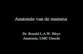 Anatomie van de mamma Dr. Ronald L.A.W. Bleys Anatomie, UMC Utrecht.