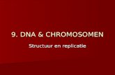 9. DNA & CHROMOSOMEN Structuur en replicatie. Inleiding  Chromosomen (fig A): • in de kern van elke lichaamscel (bij de mens 23 paar) • bestaat uit DNA.