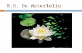 B.O. De Waterlelie. SCHOOLGEGEVENS  Type 1 & Type 2  Gesubsidieerd Vrij Gemengd Buitengewoon Basisonderwijs  Sint-Maartensplein 19  8560 Moorsele.