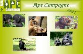 Ape Campagne 2011. Bonobo Uiterlijk: •Zwart gezicht, roze lippen •Slank gebouwd •Een stukje kleiner dan de Chimpansee.