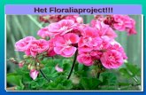 Het Floraliaproject!!! Het Floraliaproject!!! Afd. Walcheren De Geranium → Pelargonium. Vaste tuinplant → potplant….