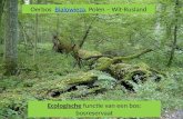 Oerbos Bialowieza, Polen – Wit-RuslandBialowieza Ecologische functie van een bos: bosreservaat