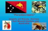 “ Paradijsvogels” Vogels uit Nieuw -Guinea en het Noord Oosten van Australië.