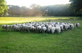 Landschapszorg ABL zet zich in voor het ecologisch beheer van landschappen en domeinen, hoofdzakelijk door begrazing met schapenkuddes en voor het organiseren.