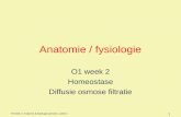 FHV2011 / Anatomie & fysiologie periode 1 week 2 1 Anatomie / fysiologie O1 week 2 Homeostase Diffusie osmose filtratie.