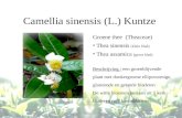 Camellia sinensis (L.) Kuntze Groene thee (Theaceae) Thea sinensis (klein blad) Thea assamica (groot blad) Beschrijving : een groenblijvende plant met.