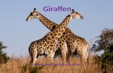Giraffen Gemaakt door Melissa van Lijssel. Inhoud Waarom dit onderwerp? Soort dier Uiterlijk Zintuigen De organen Hoe leeft een giraffe? Bedreiging en.