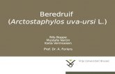 Beredruif (Arctostaphylos uva-ursi L.) Nils Noppe Mustafa Varcin Katia Vermoesen Prof. Dr. A. Foriers.