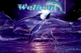 Door: Lieke Waarom ik dit heb onderwerp gekozen Wat eten ze Dolfijnen rassen Dolfijnentraining Filmpje Het dolfinarium Hoe zit een dolfijn in elkaar.