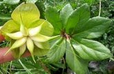 De kerstroos is een vaste plant van ongeveer 30 cm hoogte. De wintergroene; handvormige bladeren hebben zeven tot negen donkergroene, leerachtige blaadjes,