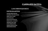 Cannabis Sativa Aula 5