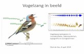 Vogelzang in Beeld