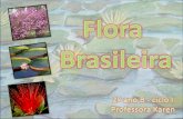 Flora brasileira