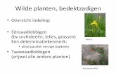 Wilde planten, project klas 5
