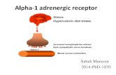 Alpha 1 adrenergic receptor