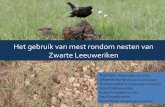 Waarom verzamelen Zwarte Leeuweriken mest rond hun nest? - Thijs Fijen
