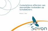 Cumulatieve effecten van menselijke invloeden op Scholeksters - CAPS symposium - Bruno Ens