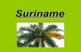 Suriname spreekbeurt menno