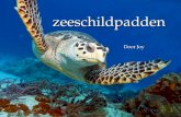 Spreekbeurt zeeschildpadden slideshare