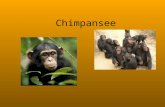 Chimpansee spreekbeurt davy