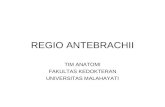 Regio Antebrachii Anatomi III