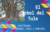 El Árbol del Tule Por: Guillermo, Alejandro, Alan y Gabriel.