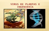 VIRUS DE PLANTAS E INGENIERÍA  GENETICA