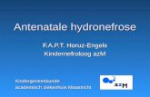 Antenatale hydronefrose