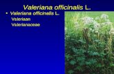 Valeriana officinalis  L.