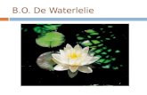 B.O. De Waterlelie