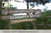 Elephants  World – Thailand, Kanchanaburi