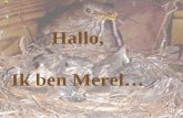 Hallo, Ik ben Merel…